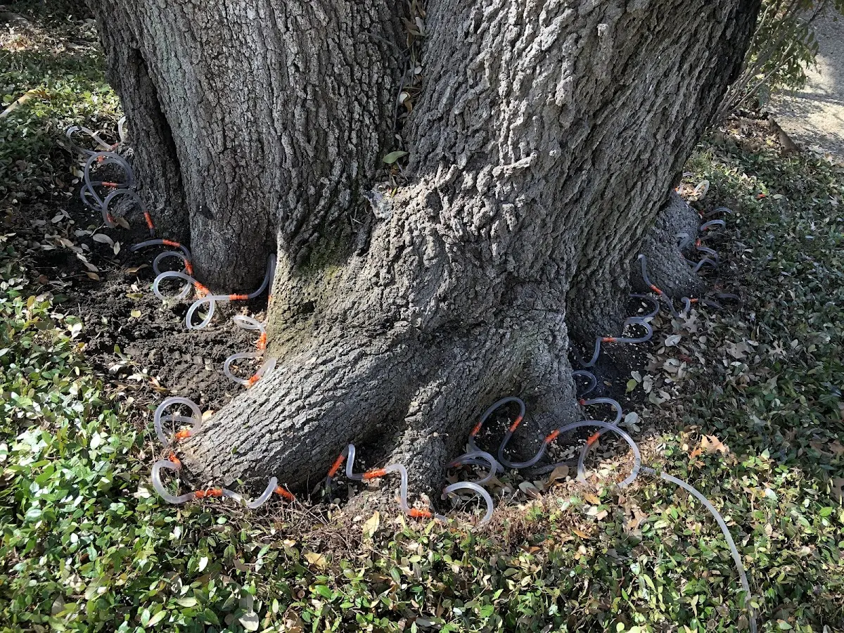 Detailed Tree Cabling and Bracing job site in Ritzville