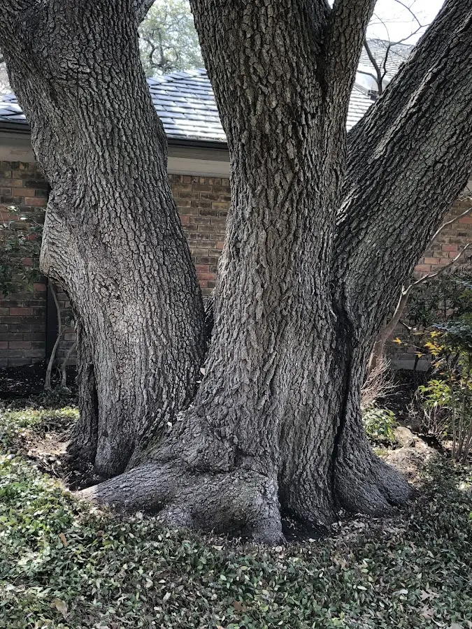 Mature heritage tree close to a Ritzville property cared for by certified arborists